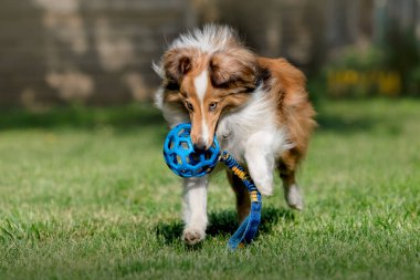 Shetland Çoban Köpeği mavi topla oynuyor. Yeşil çimlerde koşan Sheltie köpeği. 