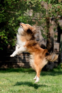 Shetland Çoban Köpeği dışarıda oynuyor. Sheltie zıplıyor