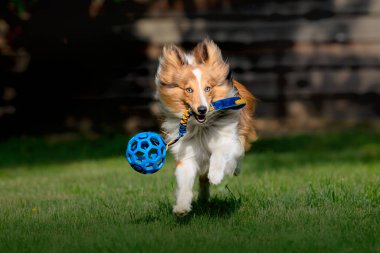 Shetland Çoban Köpeği mavi topla oynuyor. Yeşil çimlerde koşan Sheltie köpeği. 