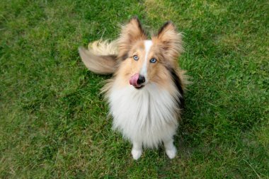 Sheltie köpeği. Yeşil çimlerin üzerinde oturan evcil hayvan. Shetland çoban köpeği dışarıda. Mavi gözlü köpek. Üst görünüm