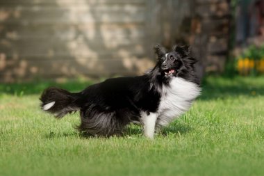 Shetland Çoban Köpeği dışarıda oynuyor. Sheltie yeşil çimlerde hızla koşuyor.