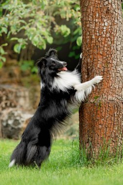 Sheltie dog standing on its hind legs against a tree. Dog trick. Shetland Sheepdog in the park  clipart