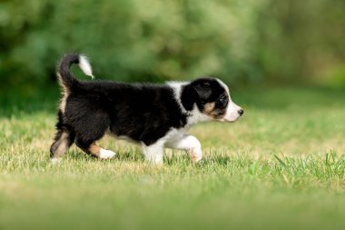Tapılası sınır köpeği köpek yavrusu çimenlerde oynaşıyor, köpek dostluğunun ruhunu somutlaştırıyor..