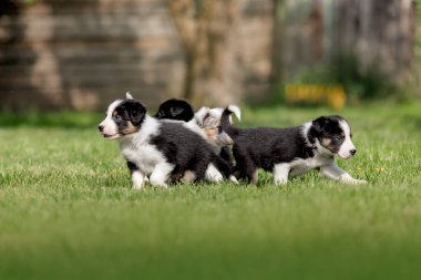 Border collie köpekleri. Köpek kumu. Köpek kulübesi. Yeşil çimlerde bir grup yavru köpek.