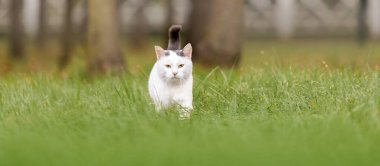 Beyaz Kedi Yürüyüşte. Yeşil Çayırda Kedi Kaşifi