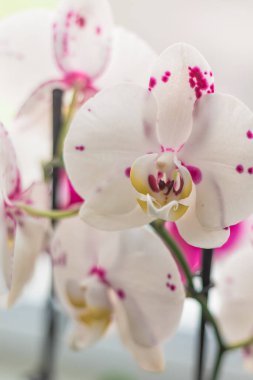 Pembe Benekli Zarif Beyaz Orkide
