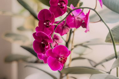 Evdeki canlı Magenta Orkide çiçek dalı