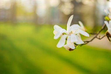 Beyaz Manolya Çiçeği Bulanık Yeşil Arkaplanda Çiçek Açıyor