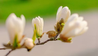 Yumuşak Odaklı Arkaplanda Beyaz Manolya Çiçekleri