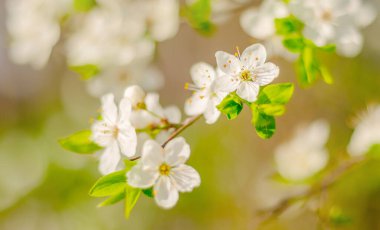 Kiraz çiçeği dalıyla narin beyaz çiçekler. İlkbahar. Açma mevsimi