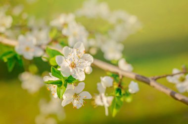 Kiraz çiçeği dalıyla narin beyaz çiçekler. İlkbahar. Açma mevsimi