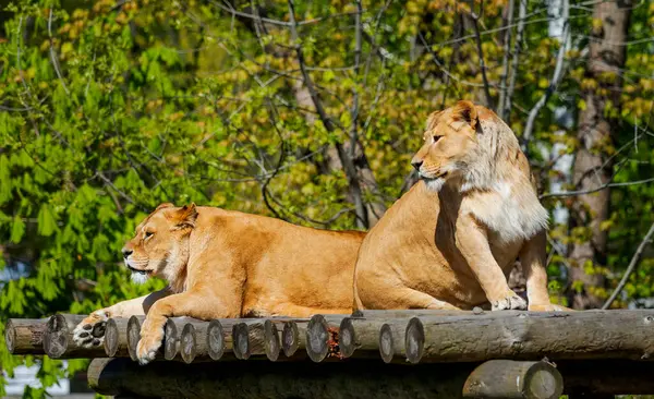 stock image Two Lionesses Lounging Together