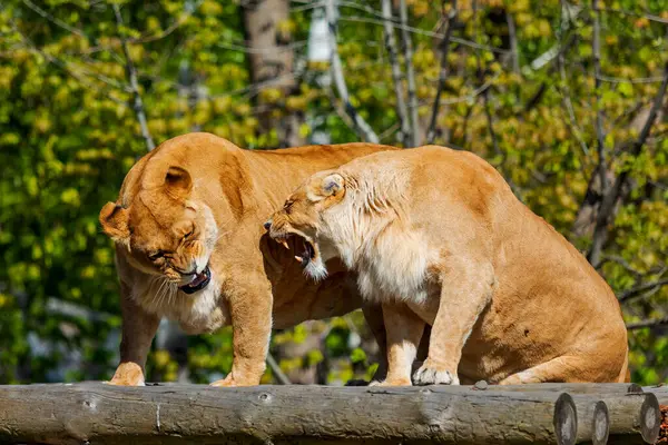 stock image Lionesses Snarling on Wooden Perch