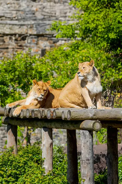 Stock image Two Lionesses Lounging Together