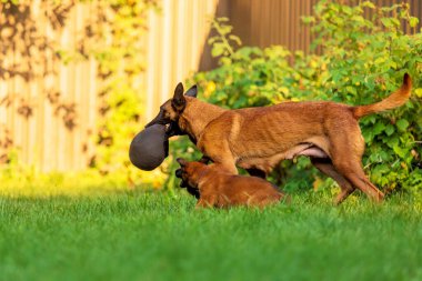 Belçikalı Malinois Köpekleri Bahçede Oyuncak Oynuyor
