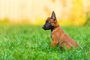 Genç Belçikalı Malinois Köpek Çimende