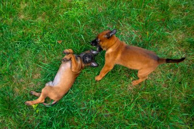 Belçikalı Malinois Yavruları Güreş Oyunları