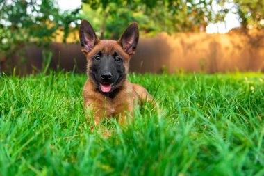 Genç Belçikalı Malinois Köpek Çimende