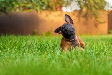 Genç Belçikalı Malinois Köpek Çimende