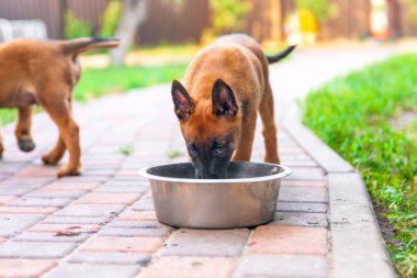 Belçikalı Malinois Yavruları Bowl 'dan Yiyor