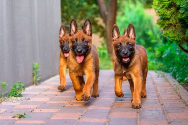 Neşeli Belçikalı Malinois Yavruları Bahçede