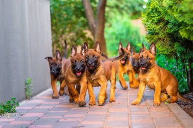 Neşeli Belçikalı Malinois Yavruları Bahçede