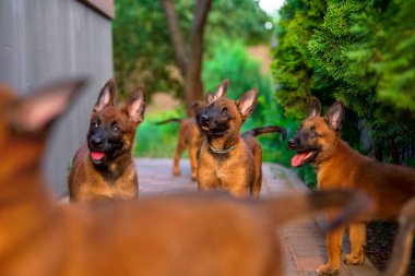 Neşeli Belçikalı Malinois Yavruları Bahçede