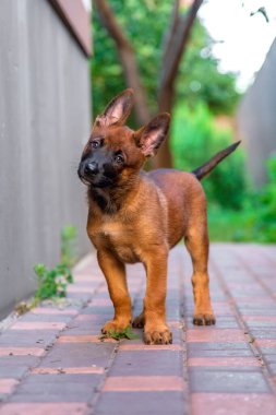 Genç Belçikalı Malinois Köpek Çimende