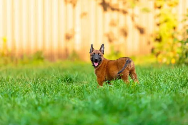 stock image Young Belgian Malinois Puppy in Grass