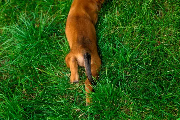 stock image Young Belgian Malinois Puppy in Grass