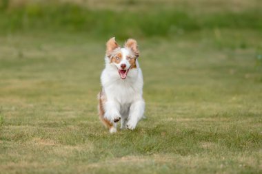 Avustralya Çoban Köpeği Otlakta Koşuyor