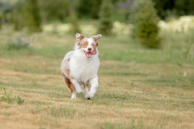 Avustralya Çoban Köpeği Otlakta Koşuyor