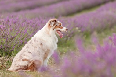 Avustralya Çoban Köpeği Günbatımında Lavanta Tarlasında Oturuyor