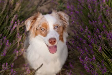 Avustralya Çoban Köpeği Günbatımında Lavanta Tarlasında Oturuyor