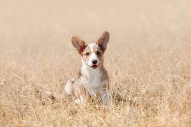 Kuru Arazide oturan Galli Corgi Yavrusu