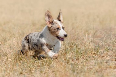 Cardigan Galli Corgi Yavrusu Kuru Çimen Sahasında koşuyor