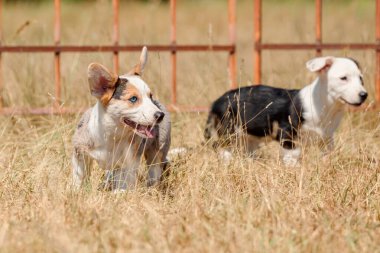 Tarlada koşan iki Galli Corgi Yavrusu