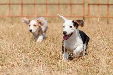 Tarlada koşan iki Galli Corgi Yavrusu