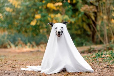 Sonbahar Ormanı 'nda Cadılar Bayramı için Hayalet Kostümlü Oyuncu Köpek