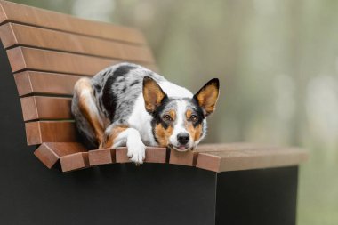 Köpek ahşap bankta dinleniyor. Sınır Collie köpeği