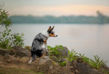 Sınır Köpeği Rocky Shore 'da