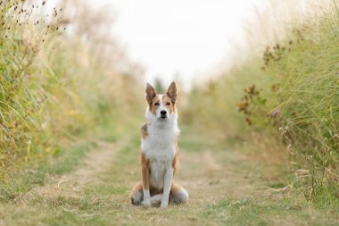 Doğal Manzarada Köpek Pozu. Melez köpek.