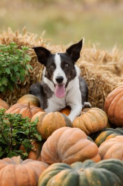 Balkabaklarının Arasındaki Köpek. Sınır Collie köpeği. Mevsimlik. Sonbahar ve sonbahar