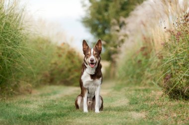 Otlakta oturan köpek. Collie 'nin köpeği dışarıda.