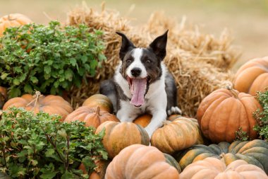 Balkabaklarının Arasındaki Köpek. Sınır Collie köpeği. Mevsimlik. Sonbahar ve sonbahar