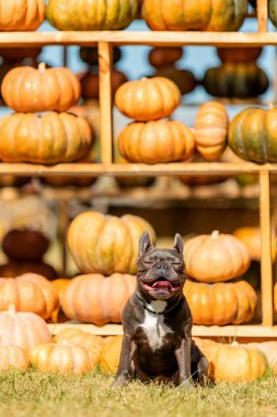 Etrafı balkabaklarıyla çevrili şirin Fransız Bulldog 'u. Cadılar Bayramı. Şükran Günü. Hasat et.