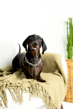 Dachshund köpeği rahat bej battaniyede dinleniyor