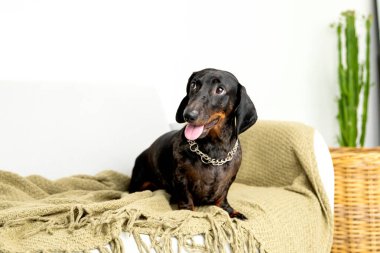 Dachshund köpeği rahat bej battaniyede dinleniyor