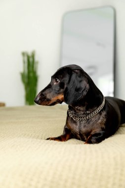 Dachshund Köpeği Evdeki Kanepede Yatıyor