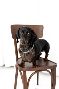 Dachshund Dog Standing on Wooden Chair clipart